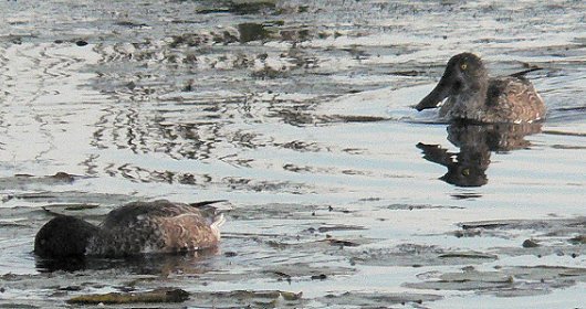 Montezuma NWR, NY - Oct. 6, 2006 - eclipse males