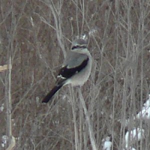 South of Luskville, QC - Dec. 10, 2005