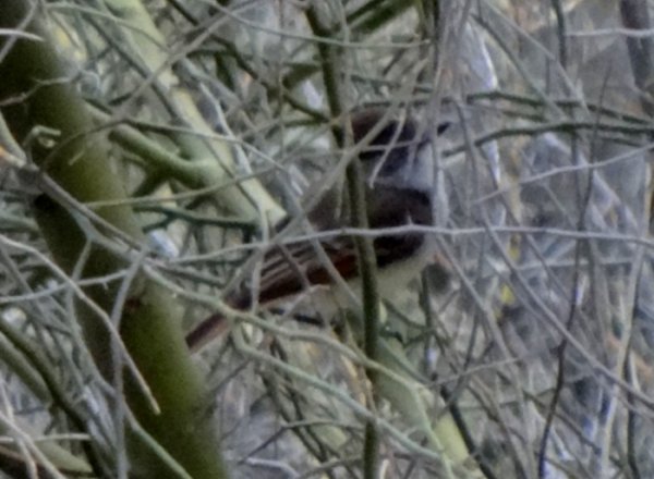 Bill Williams River National Wildlife Refuge, AZ - Jan. 22, 2014