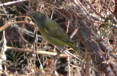 Picacho Reservoir, AZ - Dec. 28, 2010