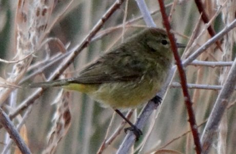 Veteran's Oasis Park, Gilbert, AZ - Jan. 14, 2012