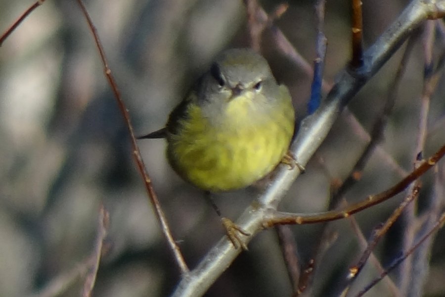 McNalley Road, W of Morden, NS - Dec. 28, 2014 - front view