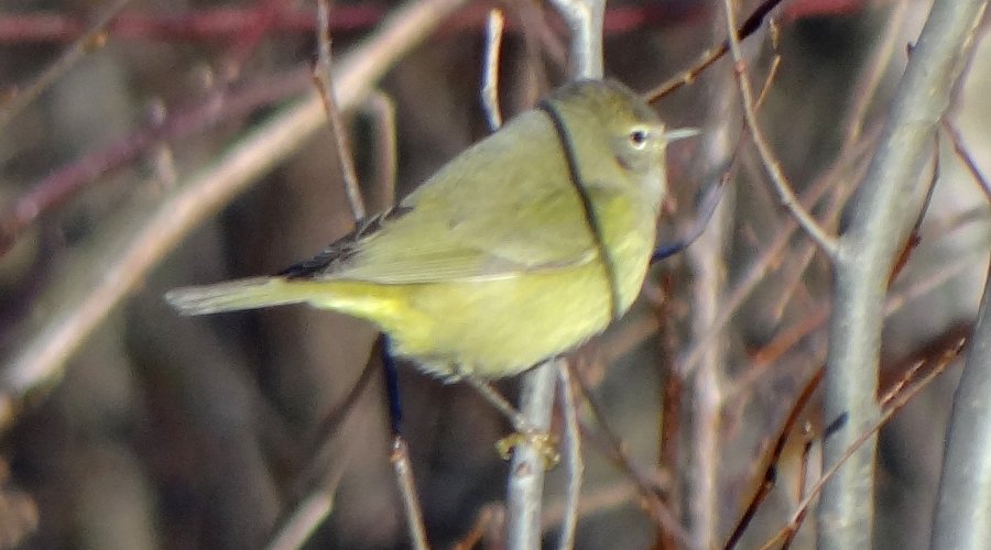 McNalley Road, W of Morden, NS - Dec. 28, 2014 - side view of the same bird