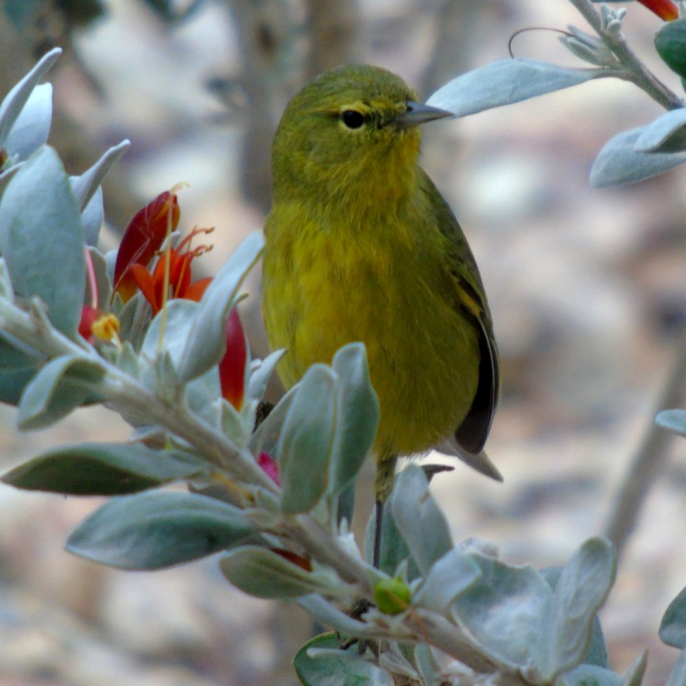 Coolidge, AZ - Jan. 5, 2016 - front view