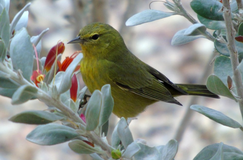 Coolidge, AZ - Jan. 5, 2016 - side view of the same bird