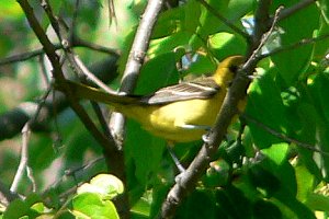 Occoquan Bay NWR, VA - May 24, 2007 - 1st spring male