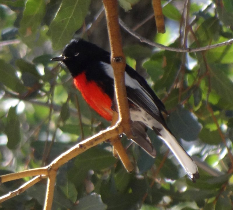 Madera Canyon, AZ - Mar. 1, 2013