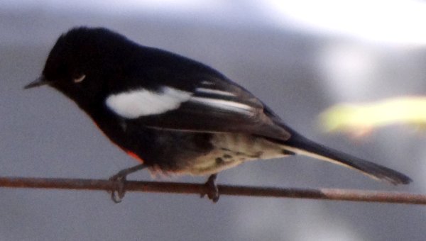 Madera Canyon, AZ - Jan. 3, 2012