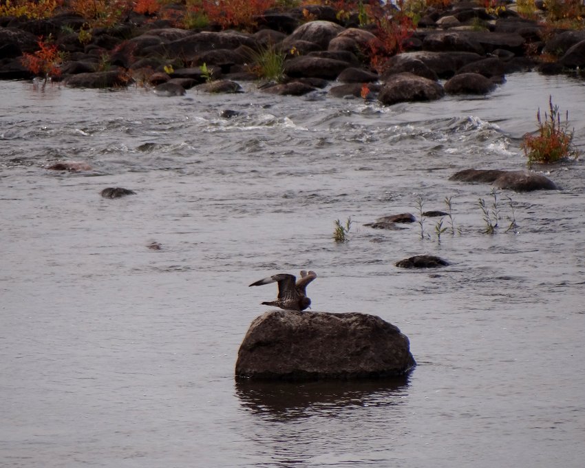 Ottawa River at the Champlain Bridge, Gatineau, QC - October 27, 2011 - intermediate morph juvenile