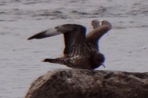 Ottawa River at the Champlain Bridge, Gatineau, QC - October 27, 2011 - intermediate morph juvenile