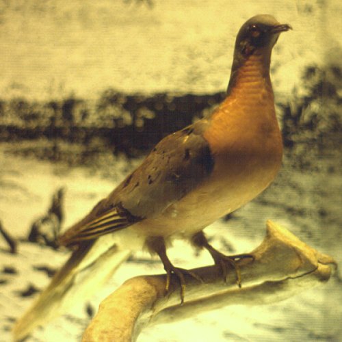 Halifax, NS - Nov. 1981 (specimen at the Nova Scotia Museum)
