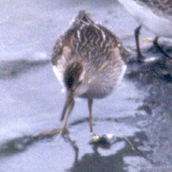 Munster Sewage Lagoons, ON - Nov. 11, 1990