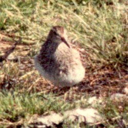 Brier Island, NS - Oct. 8, 1983