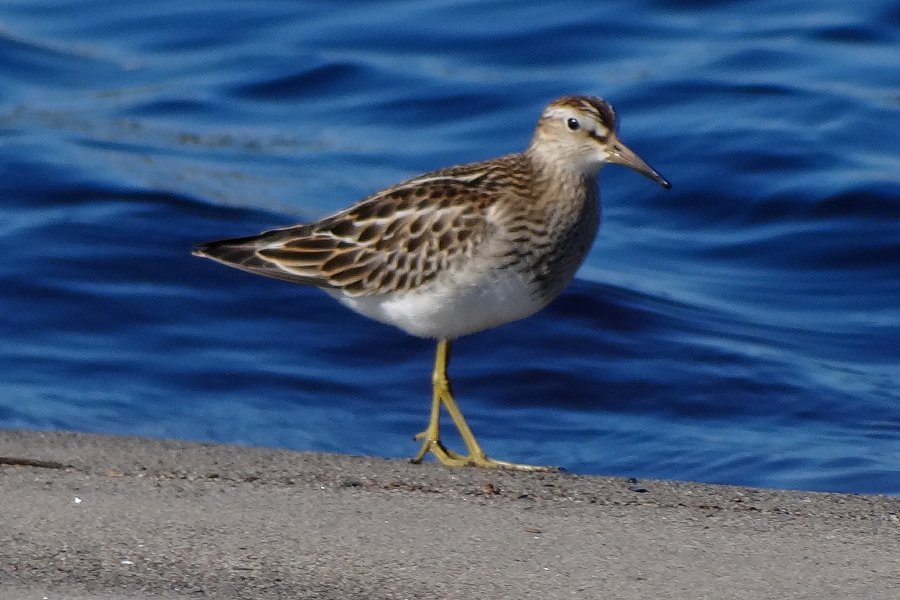 Mavillette Beach, N.S. - Sep. 27, 2014