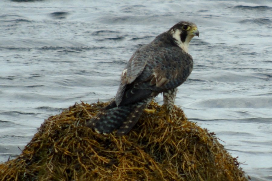 Stumpy Cove, Cape Sable Island, NS - Oct. 11, 2015