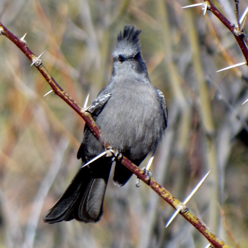 Bill Williams River National Wildlife Refuge, AZ - Feb. 5, 2013 - female