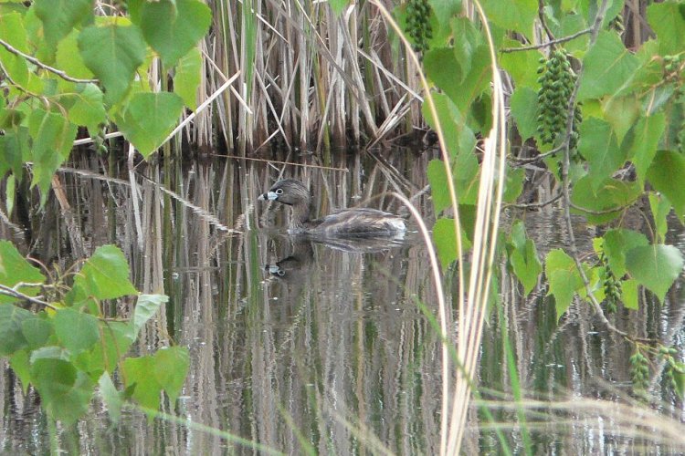 St. Clair WMA, ON - May 14, 2006 - adult breeding plumage