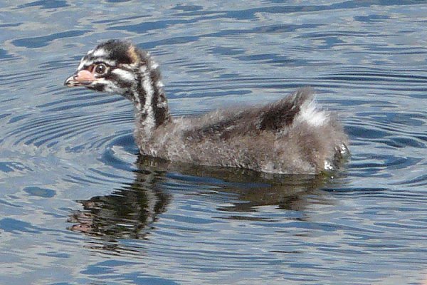 Embrun Sewage Lagoons, ON - Aug. 17, 2008 - young