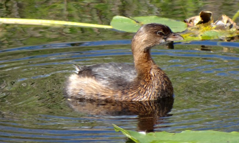 Anhinga Trail, Everglades National Park, FL - Jan. 12, 2013 - adult non-breeding plumage