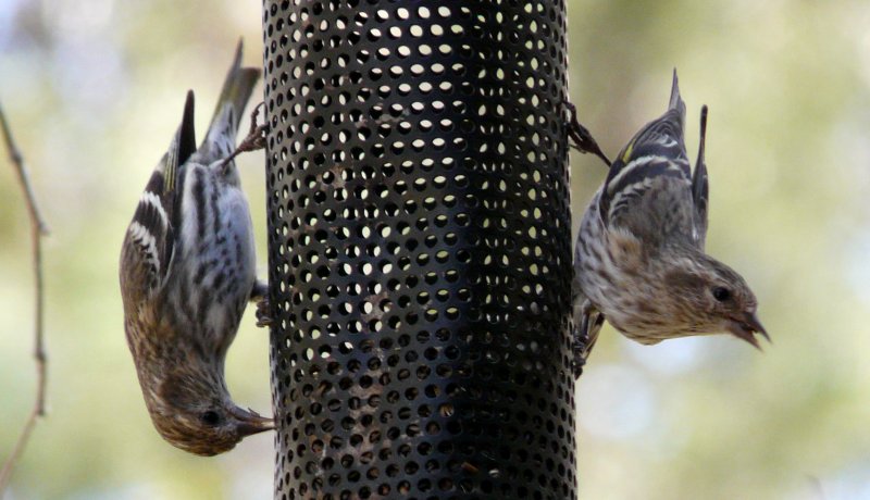 Madera Canyon, AZ - April 8, 2010