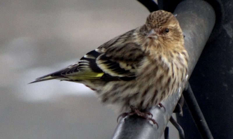 Lawrencetown, Annapolis County, NS - Dec. 9, 2014
