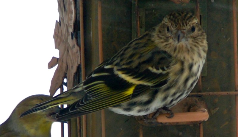 Lawrencetown, Annapolis County, NS - Jan. 13, 2015