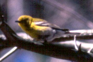 Britannia Conservation Area, Ottawa, ON - Apr. 22, 1988 - male