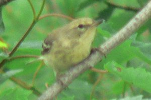 Ramsey Lake, QC - Jun. 24, 2007 - young