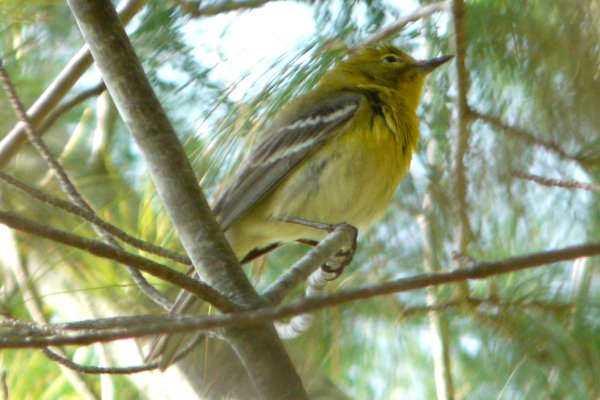 Britannia Conservation Area, Ottawa, ON - Apr. 27, 2008 - male