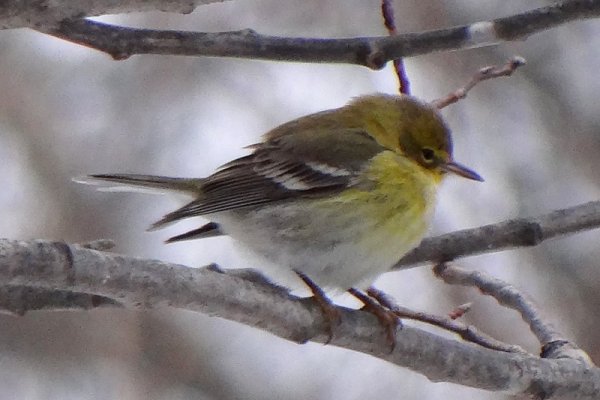 Kentville, NS - Dec. 20, 2012 - female