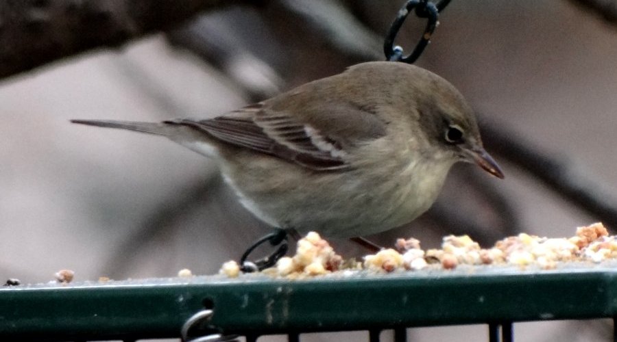 Kentville, NS - Dec. 7, 2014 - 1st year female