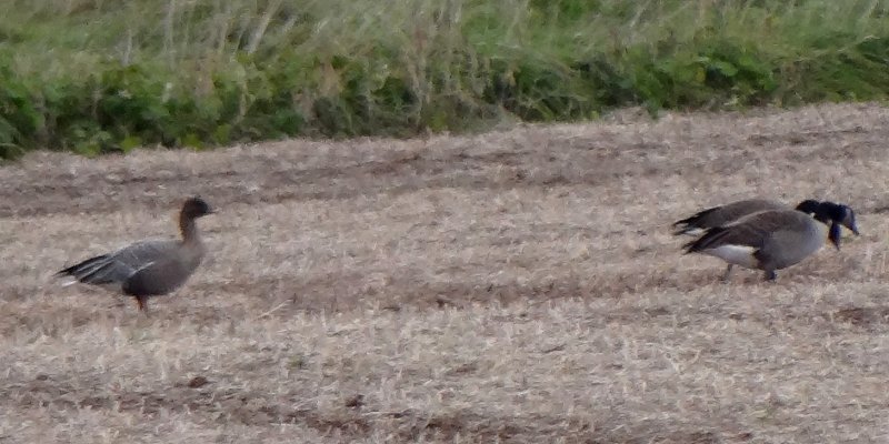 Truro, NS - Oct. 26, 2013 - on left with two Canada Geese on the right