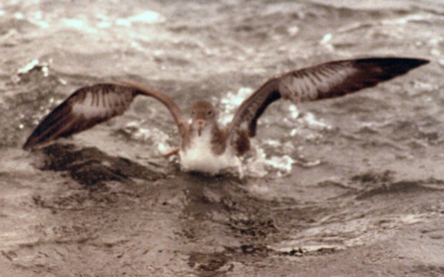 Offshore from Westport, WA - Aug. 19, 1979