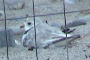 n. Wells, ME - Jul. 9, 2003 - on nest in protected area