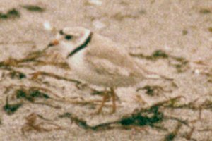 Cape Sable Island (causeway), NS - May 20, 1982