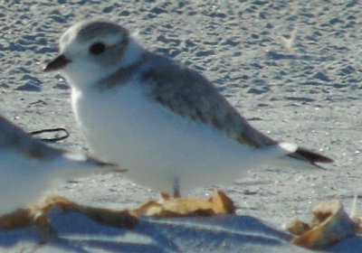 Daniel's Head, Cape Sable Island, NS - Jul. 23, 2015 - juvenile