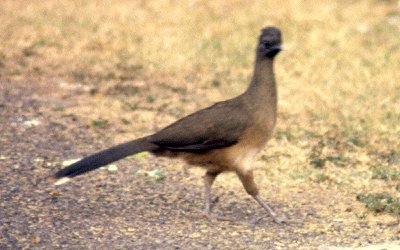 Bentsen Rio Grande Valley State Park, TX - Apr. 1, 1986