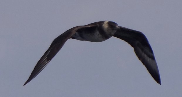 Offshore from Sambro, NS - Sep. 21, 2013 - in flight