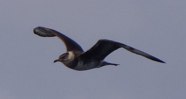 Offshore from Sambro, NS - Sep. 21, 2013 - in flight