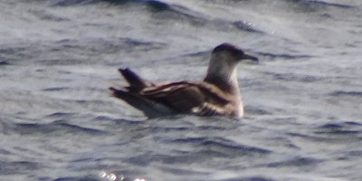 Offshore from Sambro, NS - Sep. 21, 2013 - sitting on water