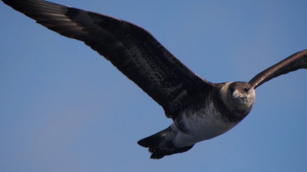 Offshore from Sambro, NS - Sep. 21, 2013 - in flight