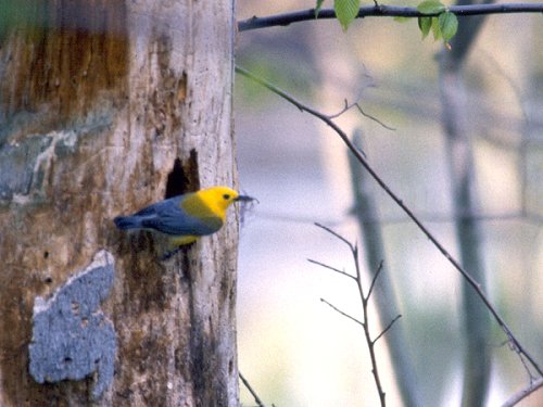 Rondeau Provincial Park, ON - May 16, 1987