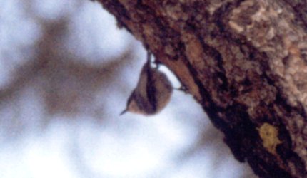 Mt. Pinos, CA - May 15, 1980