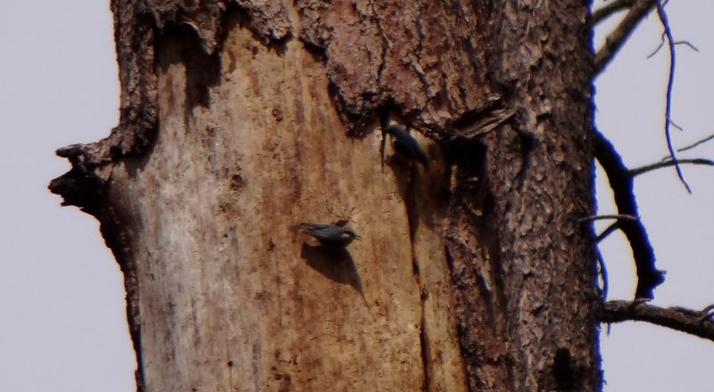 Rose Canyon Lake Road, AZ - Apr. 4, 2013 - excavating a nest hole