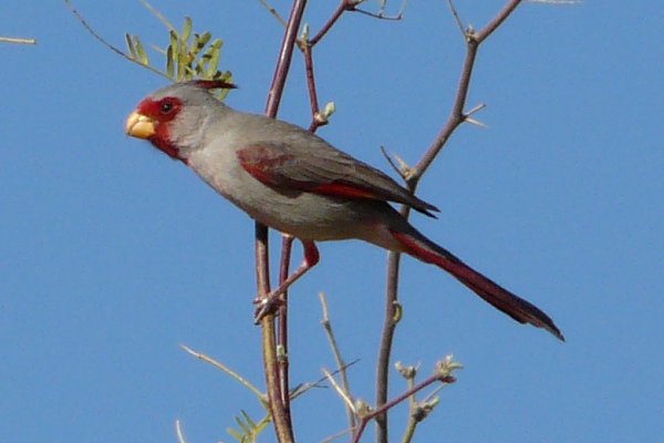 Continental, AZ - April 4, 2010 - male