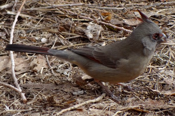 Bosque del Apache, NM - Dec. 20, 2011 - female