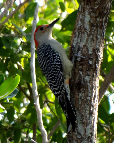 Ding Darling NWR, Sanibel Island, FL - Jan. 14, 2013 - male South Florida