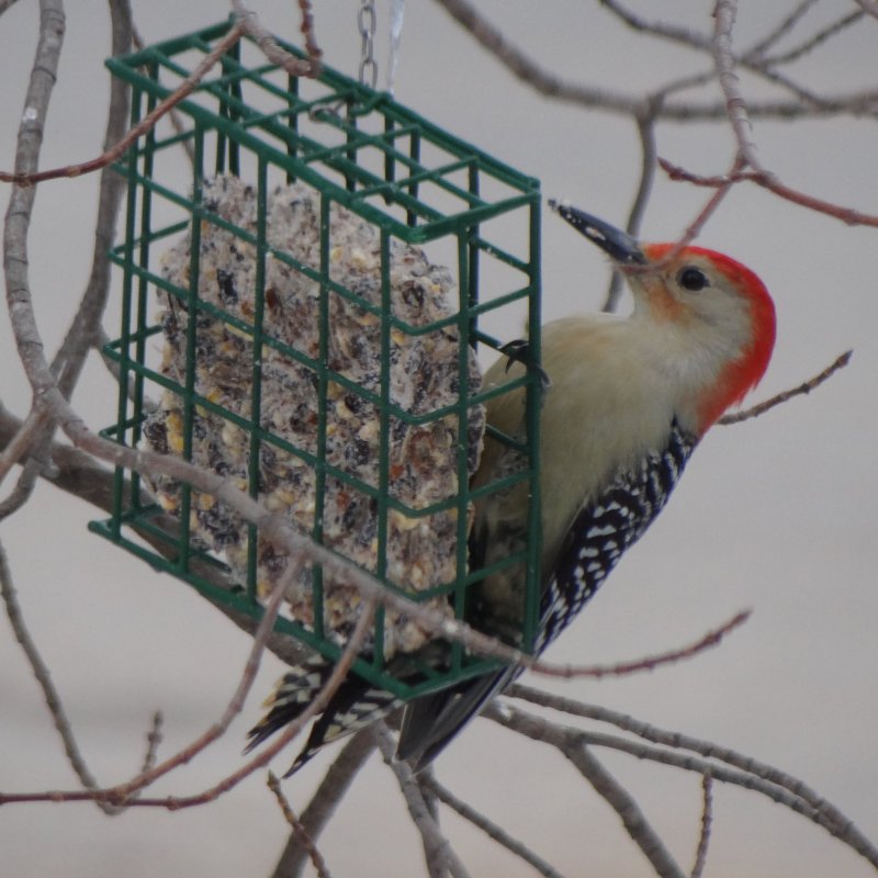 Lawrencetown, NS - Nov. 27, 2012 - male Northern
