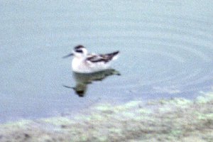 Munster Sewage Lagoons, ON - Sep. 24, 1991
