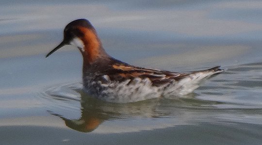 Route 58, S of Chaplin, SK - May 17, 2013 - breeding plumage